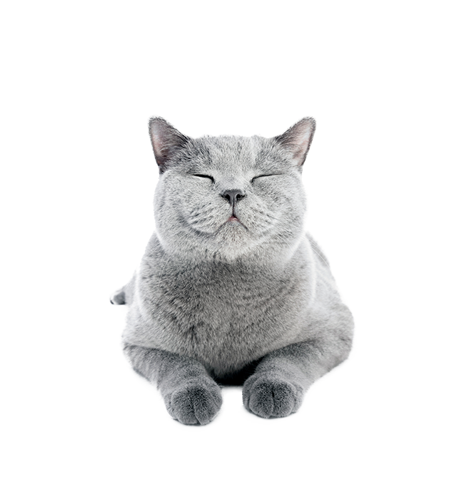 logo skoon